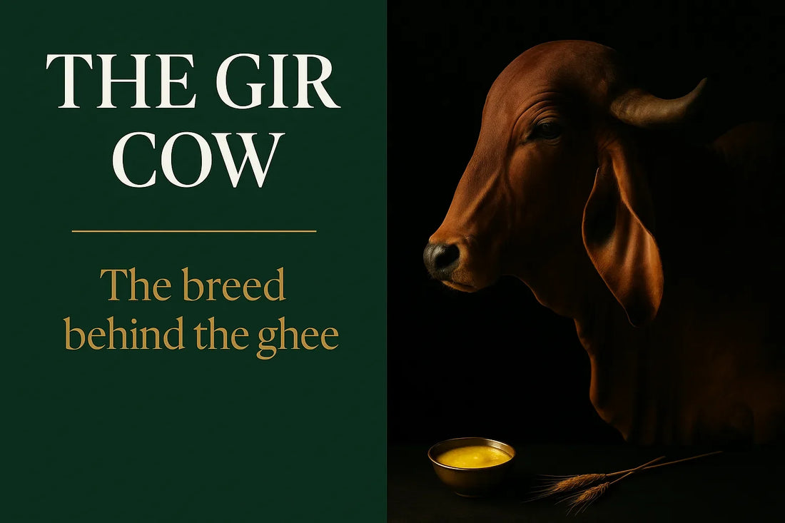 The Gir Cow: the breed behind the ghee - magazine-style cover with a red Gir cow in profile beside a brass bowl of golden ghee